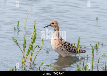 Ruff Wasser Vogel (Philomachus pugnax) Ruff in Wasser Stockfoto