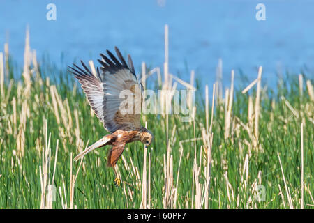 Western Rohrweihe (Circus aeruginosus) Stockfoto