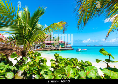 Palmen am tropischen Strand, St. Barth, Insel der Karibik. Stockfoto