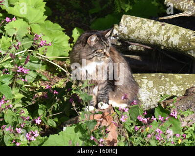 Norwegische Waldkatze Katze sitzt auf einem Baumstamm in einer Blumenwiese Stockfoto