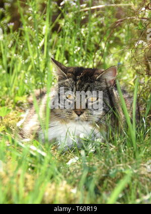 Norwegische Waldkatze Verlegung in hohem Gras in einem Garten Stockfoto