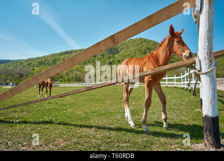 Fohlen grasen auf der Weide Stockfoto