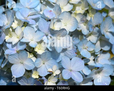 Nahaufnahme auf Blau Moppköpfe aus Blume Hydrangea macrophylla Stockfoto