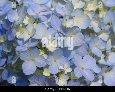 Nahaufnahme auf Blau Moppköpfe aus Blume Hydrangea macrophylla Stockfoto