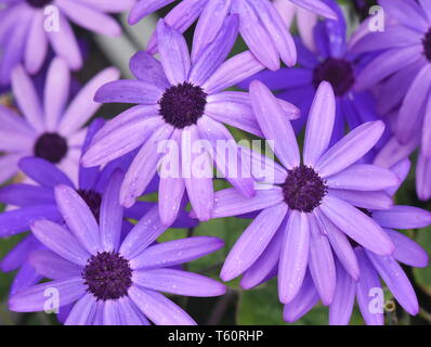 Gruppe von lila Gänseblümchen Blüte im Garten Stockfoto