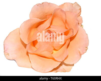 Nahaufnahme auf eine orange Rose auf weißem Hintergrund Stockfoto