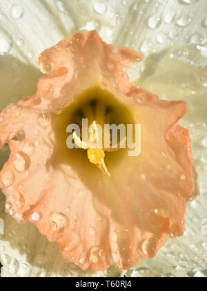Nahaufnahme auf eine weiße und orange Narzisse Blume mit Regentropfen Stockfoto