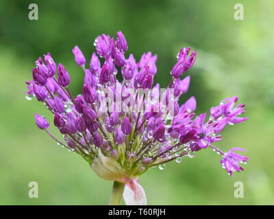 Close-up auf lila Allium flowerhead mit Regentropfen Stockfoto