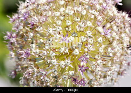 Close-up auf Blass lila Allium flowerhead Stockfoto