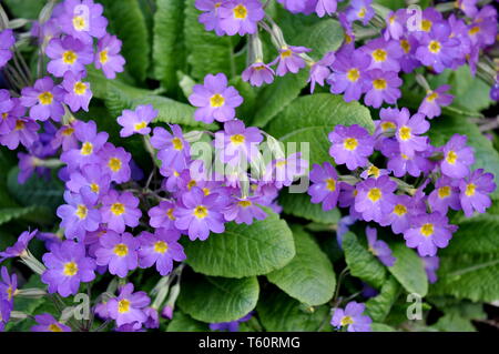 Gruppe von Lila Primel Primula pruhoniciana Stockfoto