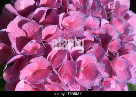 Nahaufnahme auf rosa Moppköpfe aus Blume Hydrangea macrophylla mit blauen Kanten Stockfoto