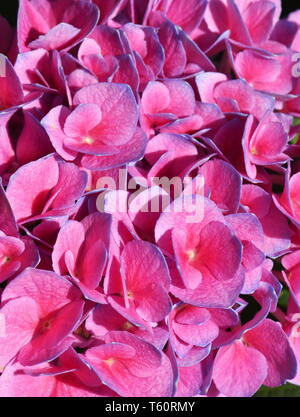 Nahaufnahme auf rosa Moppköpfe aus Blume Hydrangea macrophylla mit blauen Kanten Stockfoto