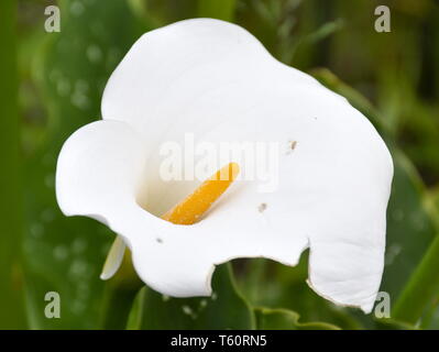 Die elegante weiße Blume einer Calla Lilie Stockfoto