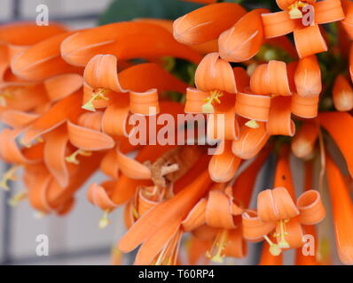 Nahaufnahme auf dem orangen Blüten eines flamevine Pyrostegia venusta Stockfoto