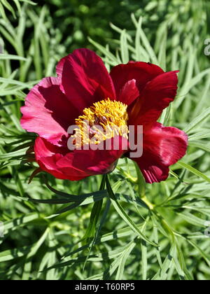 Gezackte-leaved sibirischen Pfingstrose Paeonia anomala Stockfoto