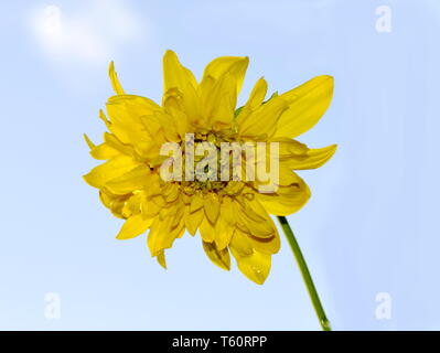 Gefüllte cutleaf Coneflower auf blauen Himmel Stockfoto