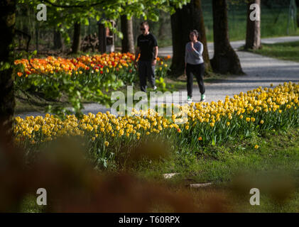 VOLCJI POTOK, Slowenien - 25 April 2019: Frühling Tulpe Ausstellung im Arboretum Volcji potok in der Nähe von Kamnik. Stockfoto