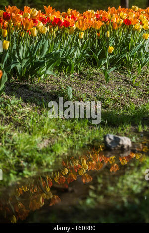 Frühling Tulpe Ausstellung im Arboretum Volcji potok in der Nähe von Kamnik. Stockfoto