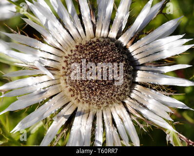 Nahaufnahme auf Silver thistle Carlina acaulis Stockfoto