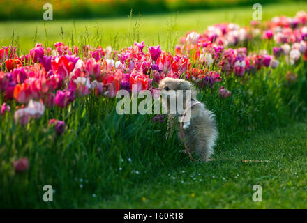 Wenig Spitz Hund riechen Tulpen Stockfoto