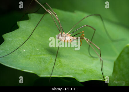 Harvester (Schnitter, Daddy Longleg, opiliones) sitzt auf einem grünen Blatt Stockfoto
