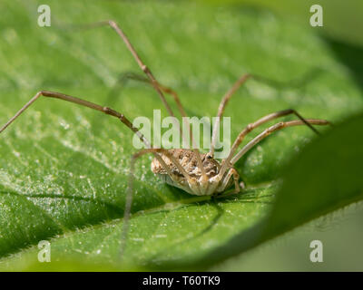 Harvester (Schnitter, Daddy Longleg, opiliones) sitzt auf einem grünen Blatt in direktem Sonnenlicht Stockfoto