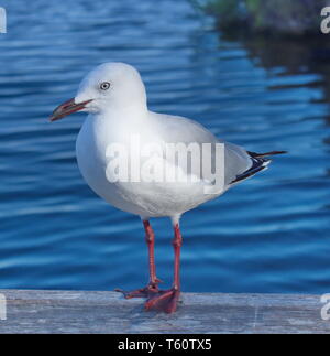 Einsame Möwe auf einem Pier Stockfoto