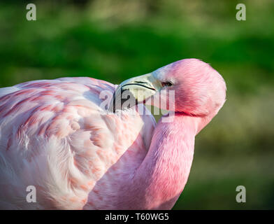 Anden Flamingo (Captive) Slimbridge, WWT Stockfoto