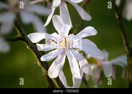 Star Magnolia, Starry, Magnolia stellata Baum in Blüte. Einzelne weiße Blume auf grünem Hintergrund, Makro. Frühjahr blühen. Stockfoto