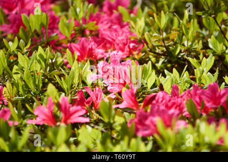 Japanische rosa oder Magenta Azaleen und Neu gekeimt Blätter wachsen auf einer Azalee Busch an einem sonnigen Frühlingstag. Stockfoto