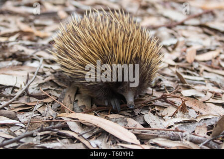 Wild-Beaked Echidna mit schmutzigen Schnauze wandern zwischen Trocken braune Blätter im Eukalyptuswald. Australien. Tachyglossus aculeatus Stockfoto