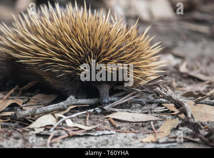 Wild-Beaked Echidna mit schmutzigen Schnauze wandern zwischen Trocken braune Blätter im Eukalyptuswald. Australien. Tachyglossus aculeatus Stockfoto