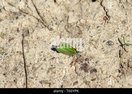 Nahaufnahme eines Green hairstreak Schmetterling - callophrys Rubi - auf einer trockenen, sandigen Boden Stockfoto