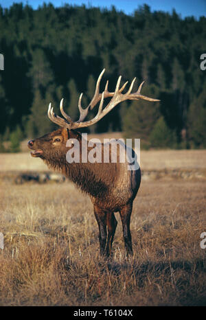 Kanada. Tierwelt. Elk. Cervus canadensis. Stockfoto