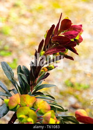 Spring Flower spike der Dunklen leaved Form der BRITISCHEN einheimischem Holz Wolfsmilch, Euphorbia amygdaloides 'Purpurea' Stockfoto