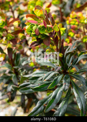 Spring Flower spike der Dunklen leaved Form der BRITISCHEN einheimischem Holz Wolfsmilch, Euphorbia amygdaloides 'Purpurea' Stockfoto