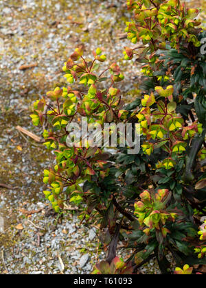 Spring Flower spikes der Dunklen leaved Form der BRITISCHEN einheimischem Holz Wolfsmilch, Euphorbia amygdaloides 'Purpurea' Stockfoto