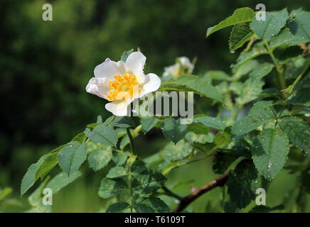 Schöne Blume eines nassen weißen Hund Rosen Stockfoto