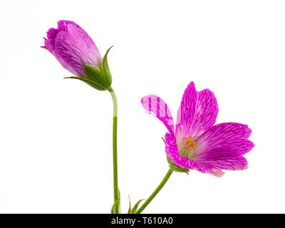 Eröffnung und offenen Blüte der Hardy cranesbill, Geranium endressii, auf weißem Hintergrund Stockfoto