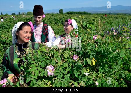 Ernte Rosen - Rose Festival in Kasanlak. Provinz von Stara Zagora BULGARIEN Stockfoto