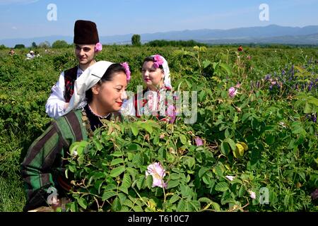 Ernte Rosen - Rose Festival in Kasanlak. Provinz von Stara Zagora BULGARIEN Stockfoto