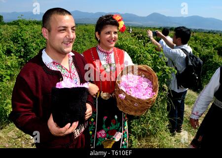 Ernte Rosen - Rose Festival in Kasanlak. Provinz von Stara Zagora BULGARIEN Stockfoto