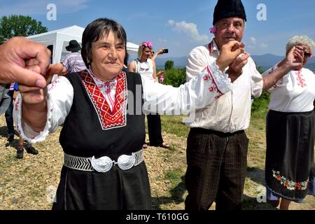 Ernte Rosen - Rose Festival in Kasanlak. Provinz von Stara Zagora BULGARIEN Stockfoto