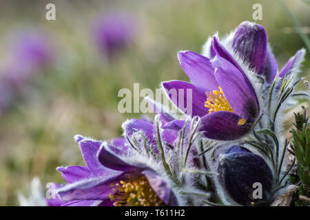 Ein Pasque flower oder Anemone pulsatilla (Pulsatilla vulgaris) gegen das Licht, so dass die silber-graues Haar steht heraus und die schönen gelben Staubgefäße und p Stockfoto