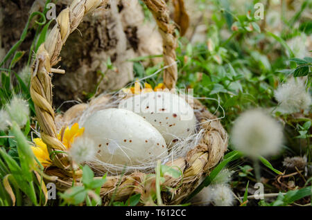 Bastket mit zwei quil Eier im Gras mit Blumen - Ostern Konzept Stockfoto