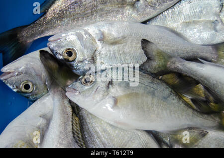 Nahaufnahme Schießen von kleinen frisch zubereitet Fisch direkt aus dem Meer entnommen Stockfoto
