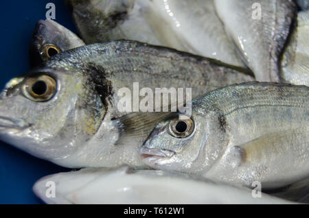 Nahaufnahme Schießen von kleinen frisch zubereitet Fisch direkt aus dem Meer entnommen Stockfoto