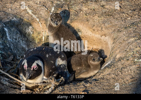 Afrikanische Pinguine am Strand im südlichen Afrika Stockfoto