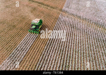 Endlose Cotton Field mit blühenden Rohbaumwolle Pflanzen durch Traktor Mähdrescher geerntet auf den nächsten Patch der Zeilen in erhöhten Luftaufnahme. Stockfoto