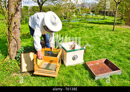 Horizontale Foto von einem Imker in weißer Schutzkleidung wacht über seine Bienenvölker auf ein grünes Feld, bereit, hive Umstapeln und Brut drehen, um shif Stockfoto